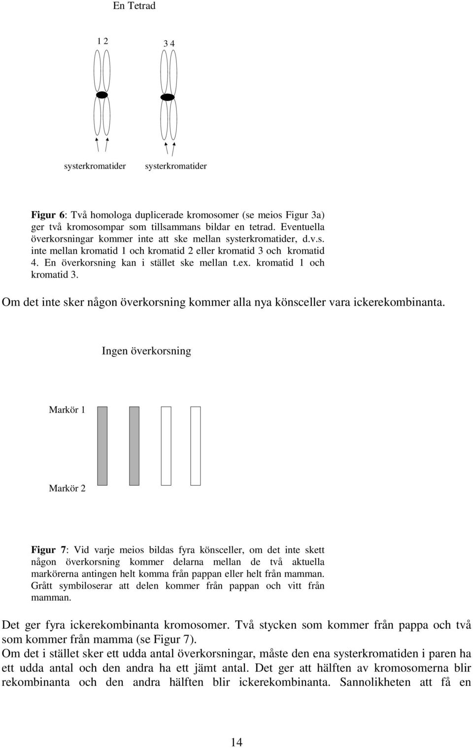 Ingen överkorsnng Markör Markör Fgur 7: Vd varje meos bldas fyra könsceller, om det nte skett någon överkorsnng kommer delarna mellan de två aktuella markörerna antngen helt komma från pappan eller