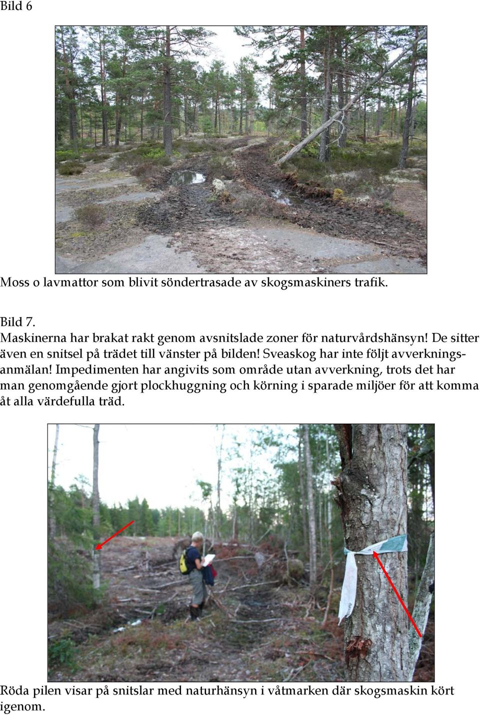 De sitter även en snitsel på trädet till vänster på bilden! Sveaskog har inte följt avverkningsanmälan!