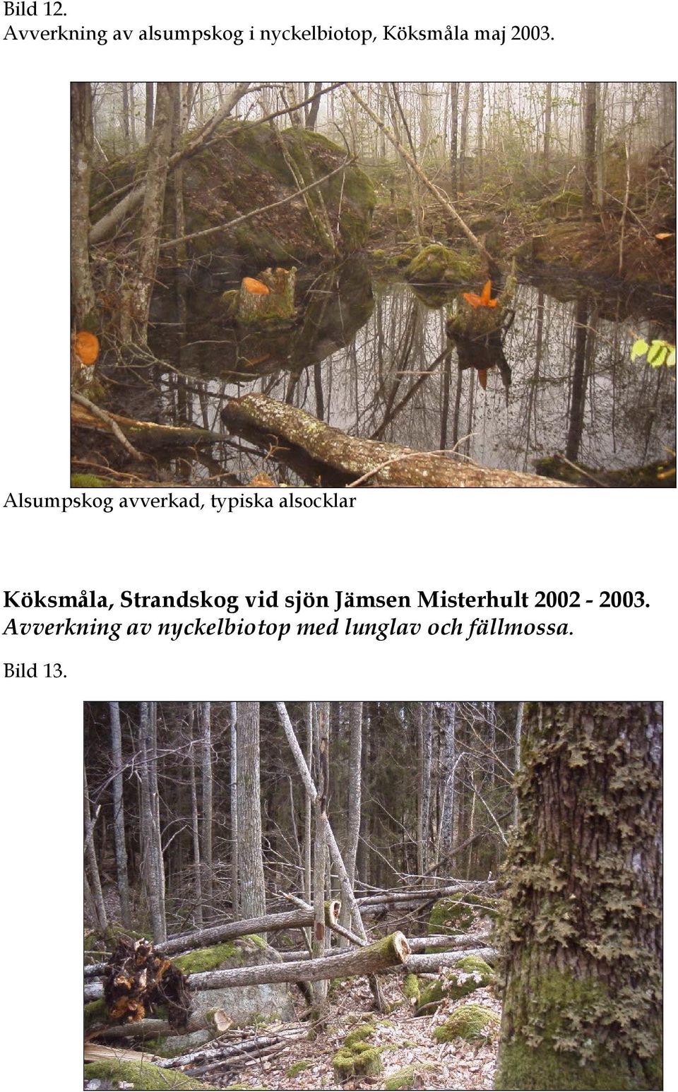 2003. Alsumpskog avverkad, typiska alsocklar Köksmåla,