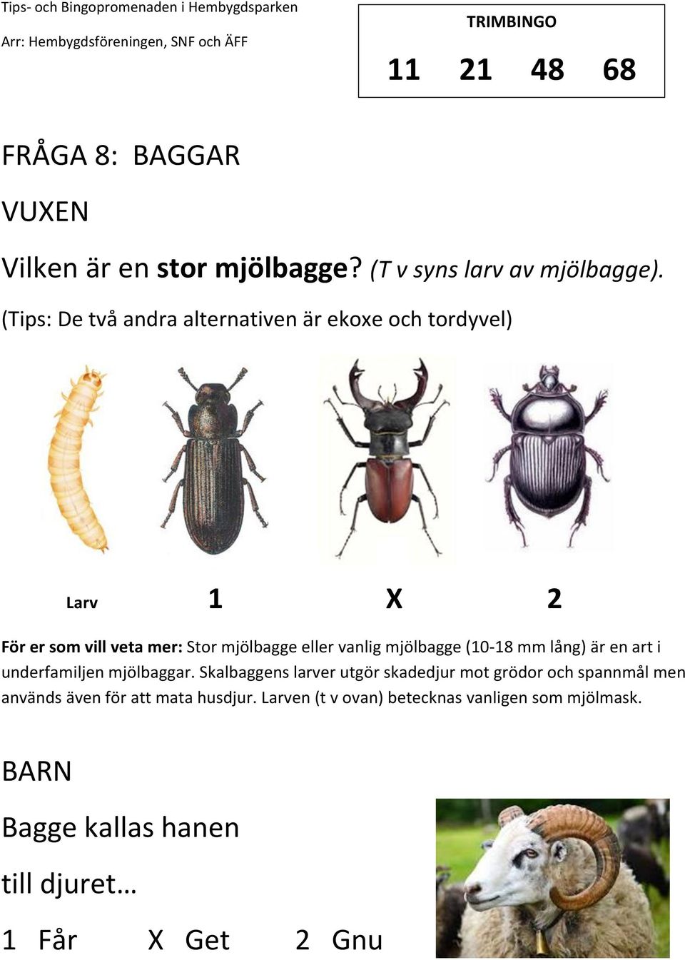 vanlig mjölbagge (10-18 mm lång) är en art i underfamiljen mjölbaggar.