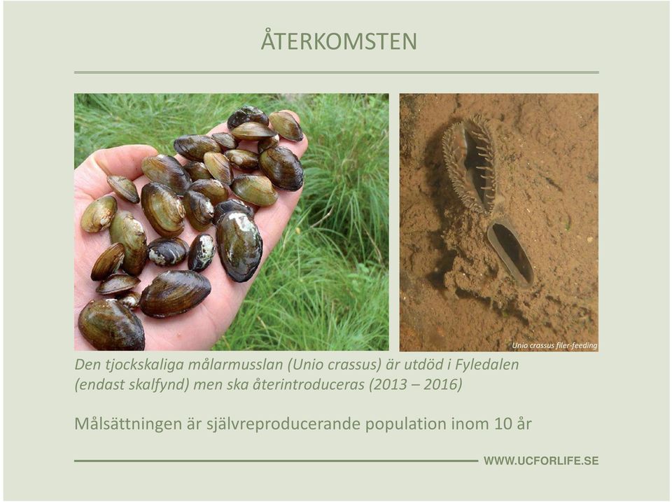 ska återintroduceras (2013 2016) Unio crassus
