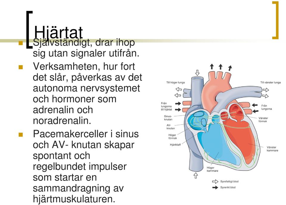 hormoner som adrenalin och noradrenalin.