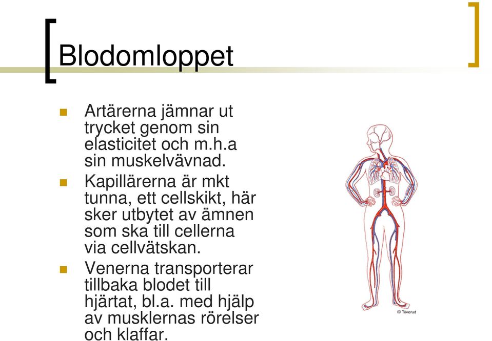 Kapillärerna är mkt tunna, ett cellskikt, här sker utbytet av ämnen som ska