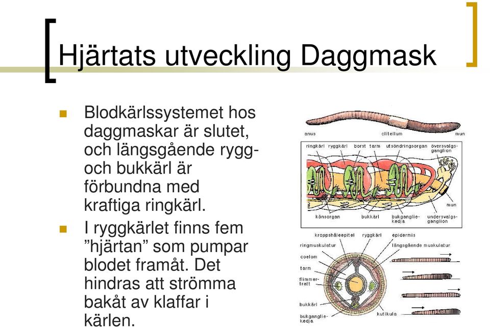 kraftiga ringkärl.