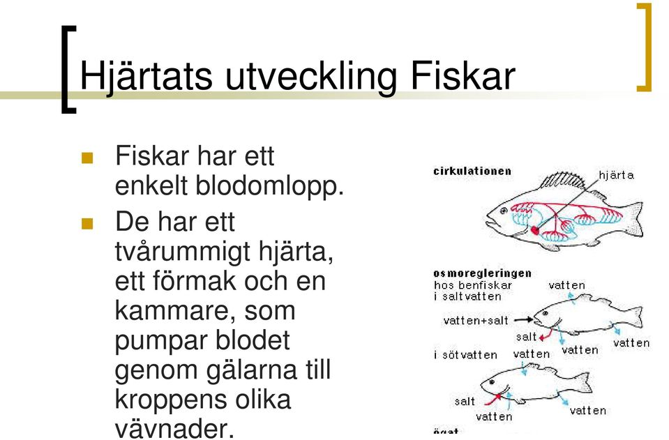 De har ett tvårummigt hjärta, ett förmak och