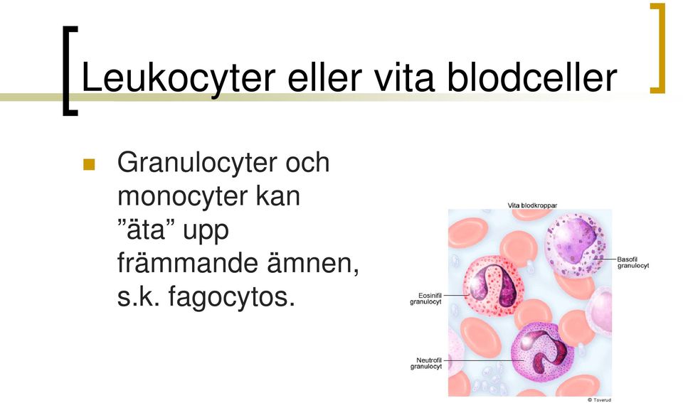 och monocyter kan äta upp