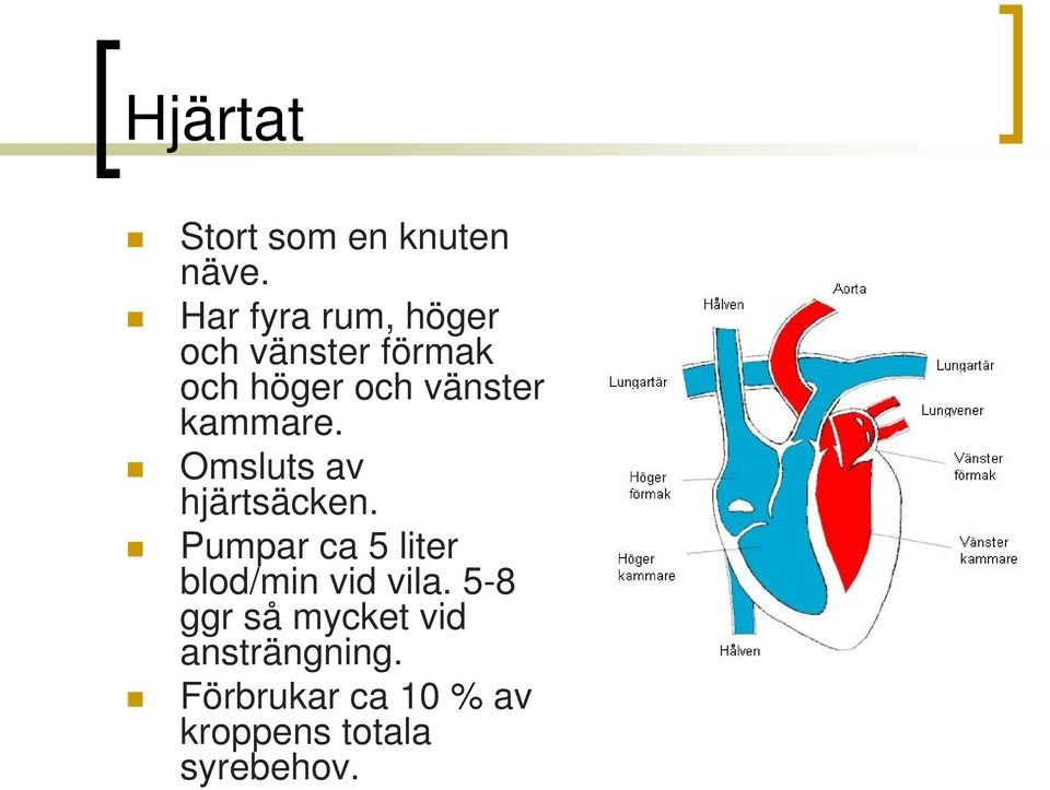 kammare. Omsluts av hjärtsäcken.