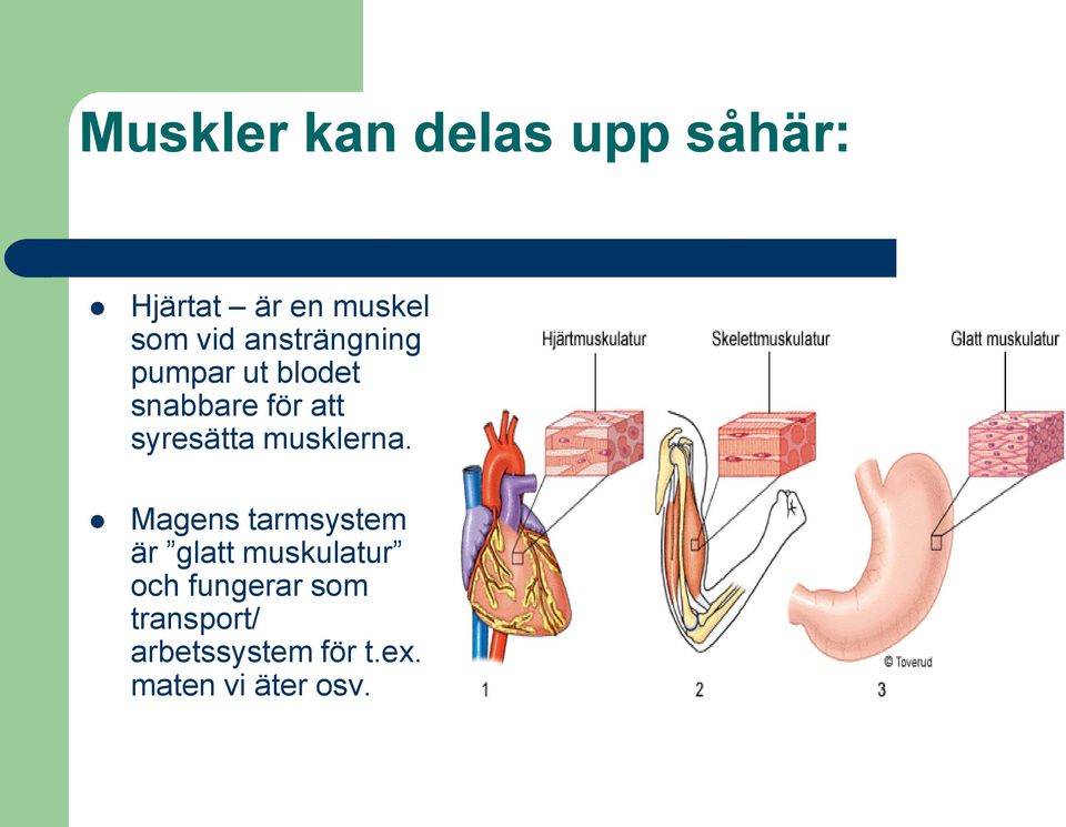 musklerna.