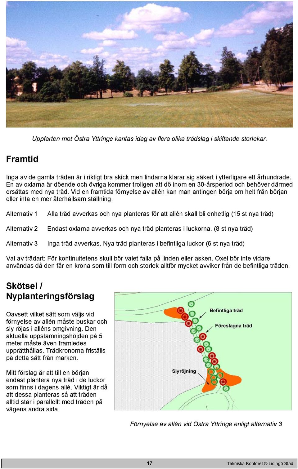 En av oxlarna är döende och övriga kommer troligen att dö inom en 30-årsperiod och behöver därmed ersättas med nya träd.