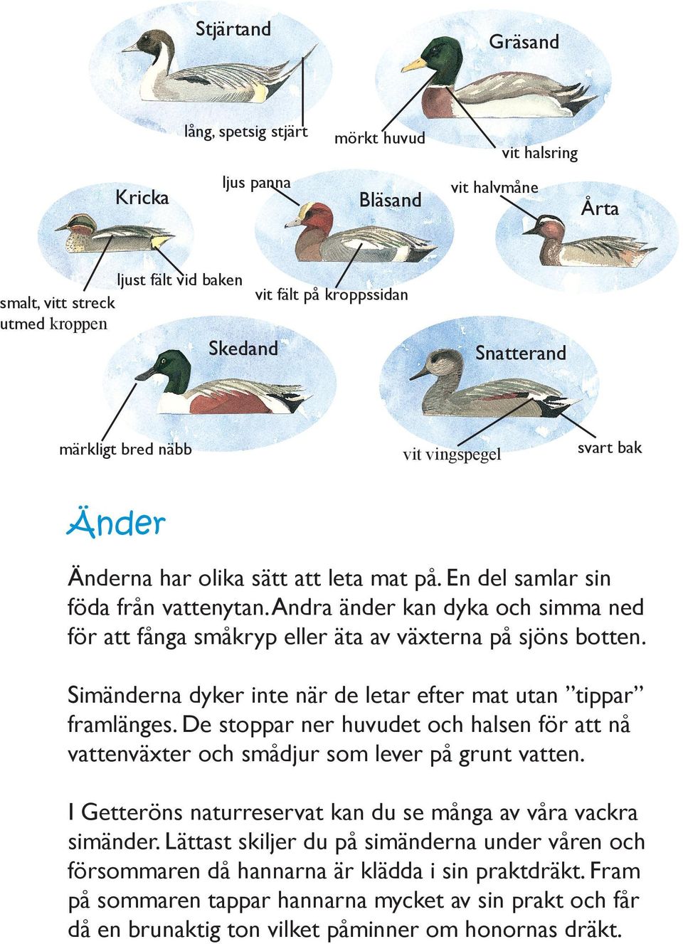 Andra änder kan dyka och simma ned för att fånga småkryp eller äta av växterna på sjöns botten. Simänderna dyker inte när de letar efter mat utan tippar framlänges.