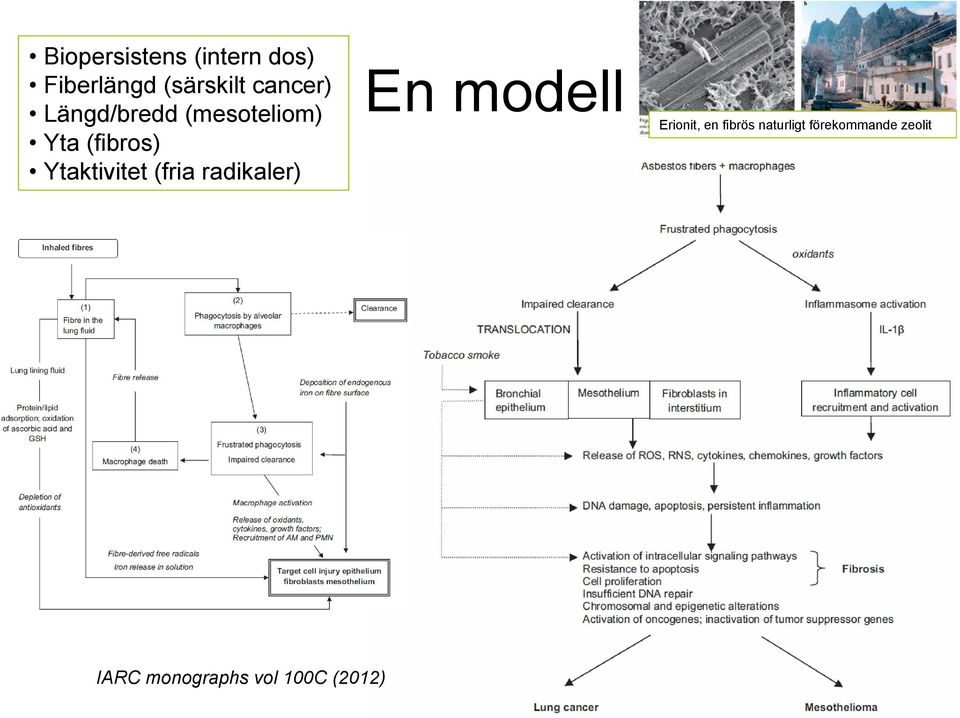 Ytaktivitet (fria radikaler) En modell Erionit, en