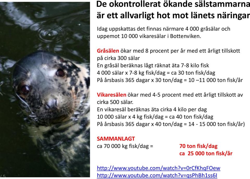 dagar x 30 ton/dag = 10 11 000 ton fisk/år Vikaresälen ökar med 4-5 procent med ett årligt tillskott av cirka 500 sälar.