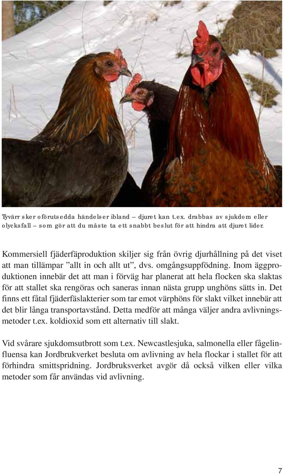 Inom äggproduktionen innebär det att man i förväg har planerat att hela flocken ska slaktas för att stallet ska rengöras och saneras innan nästa grupp unghöns sätts in.