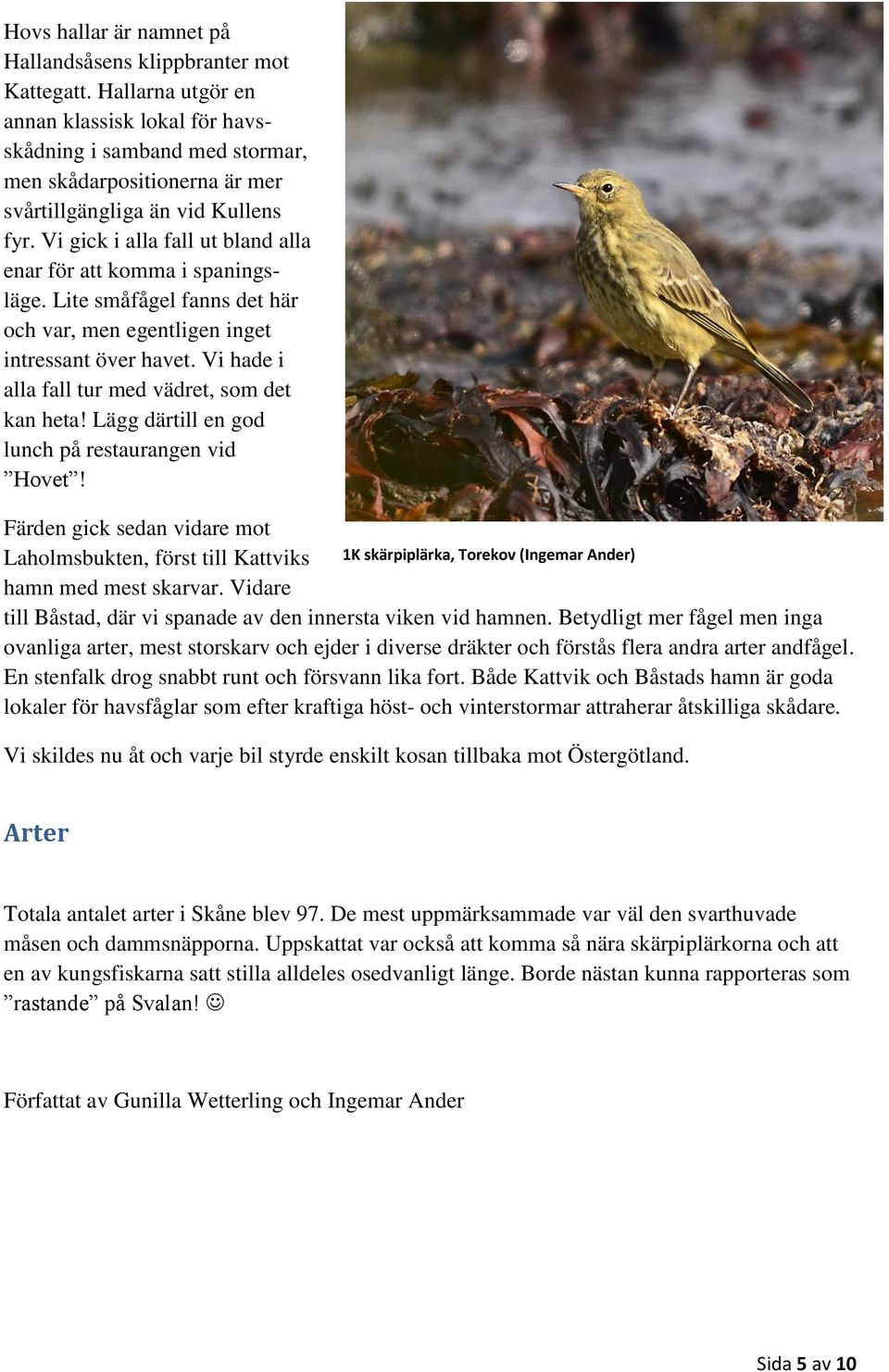 Vi gick i alla fall ut bland alla enar för att komma i spaningsläge. Lite småfågel fanns det här och var, men egentligen inget intressant över havet.