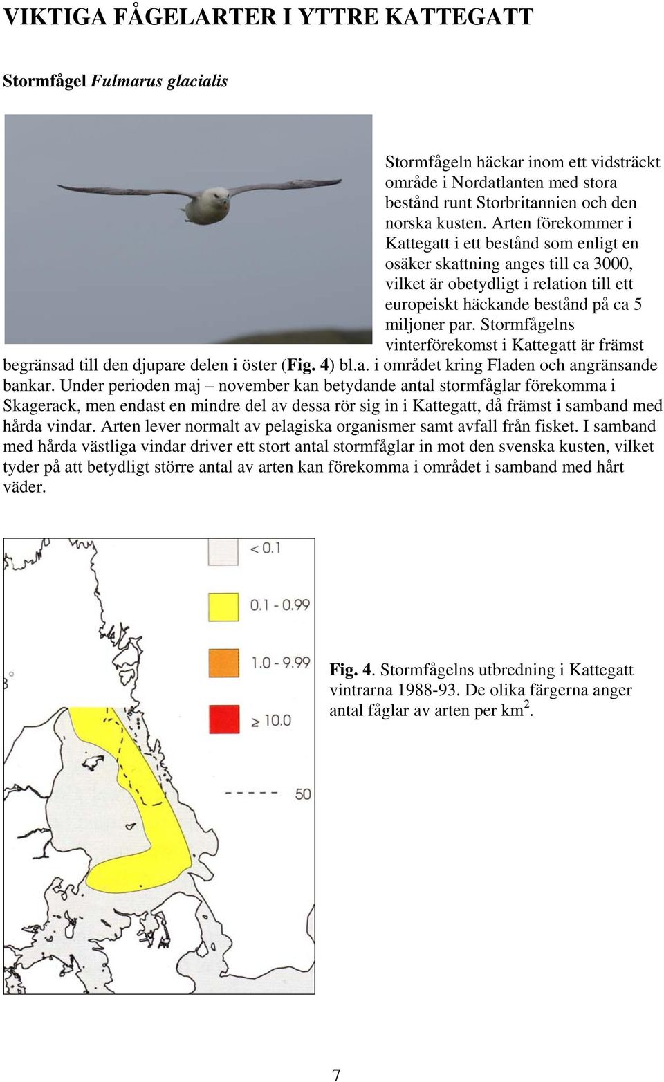 Stormfågelns vinterförekomst i Kattegatt är främst begränsad till den djupare delen i öster (Fig. 4) bl.a. i området kring Fladen och angränsande bankar.