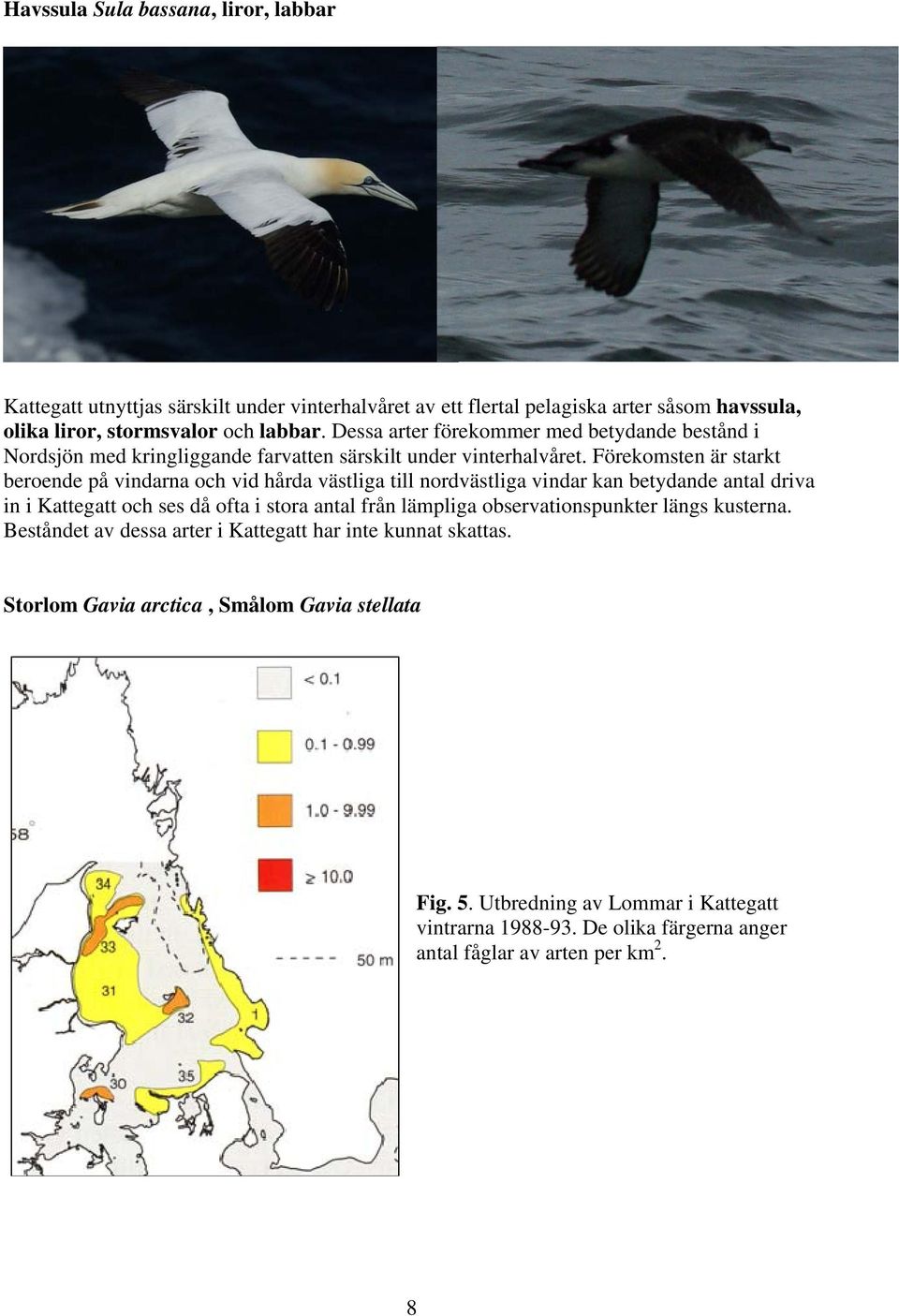Förekomsten är starkt beroende på vindarna och vid hårda västliga till nordvästliga vindar kan betydande antal driva in i Kattegatt och ses då ofta i stora antal från lämpliga