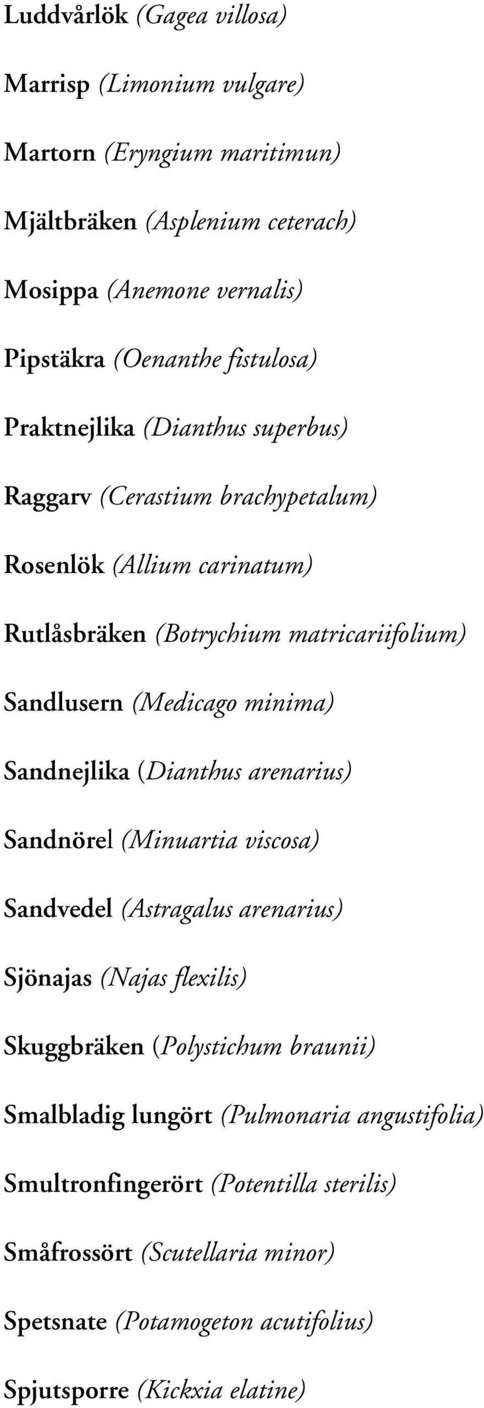 minima) Sandnejlika (Dianthus arenarius) Sandnörel (Minuartia viscosa) Sandvedel (Astragalus arenarius) Sjönajas (Najas flexilis) Skuggbräken (Polystichum braunii)