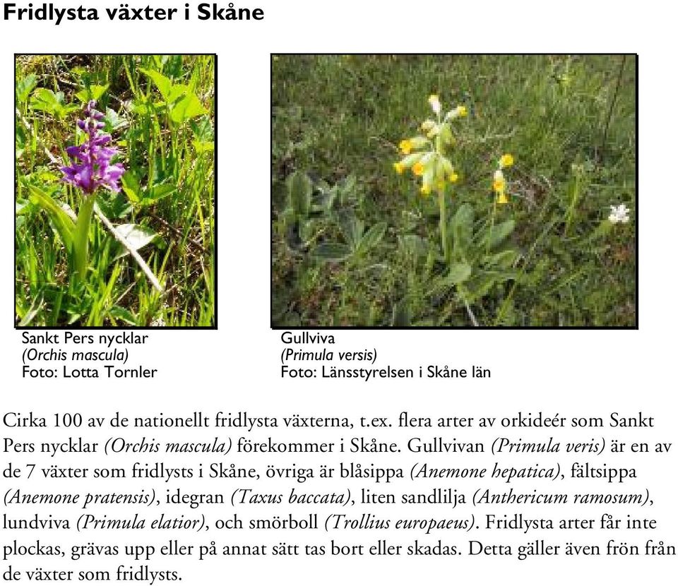 Gullvivan (Primula veris) är en av de 7 växter som fridlysts i Skåne, övriga är blåsippa (Anemone hepatica), fältsippa (Anemone pratensis), idegran (Taxus baccata), liten