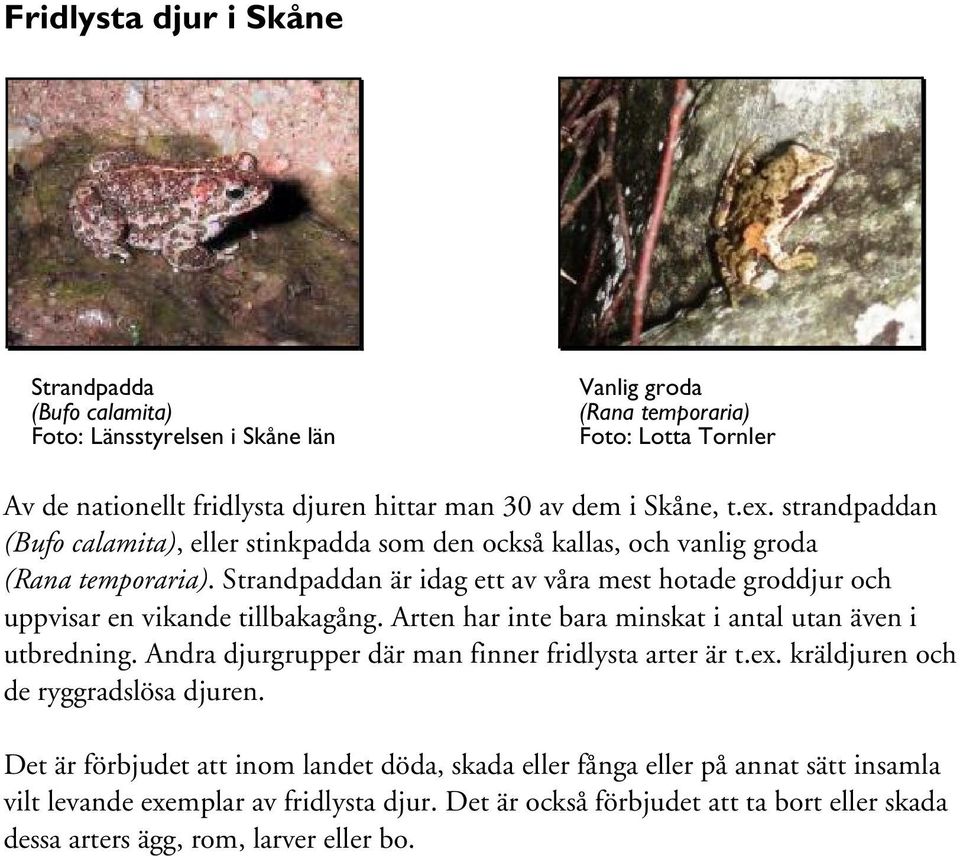 Strandpaddan är idag ett av våra mest hotade groddjur och uppvisar en vikande tillbakagång. Arten har inte bara minskat i antal utan även i utbredning.