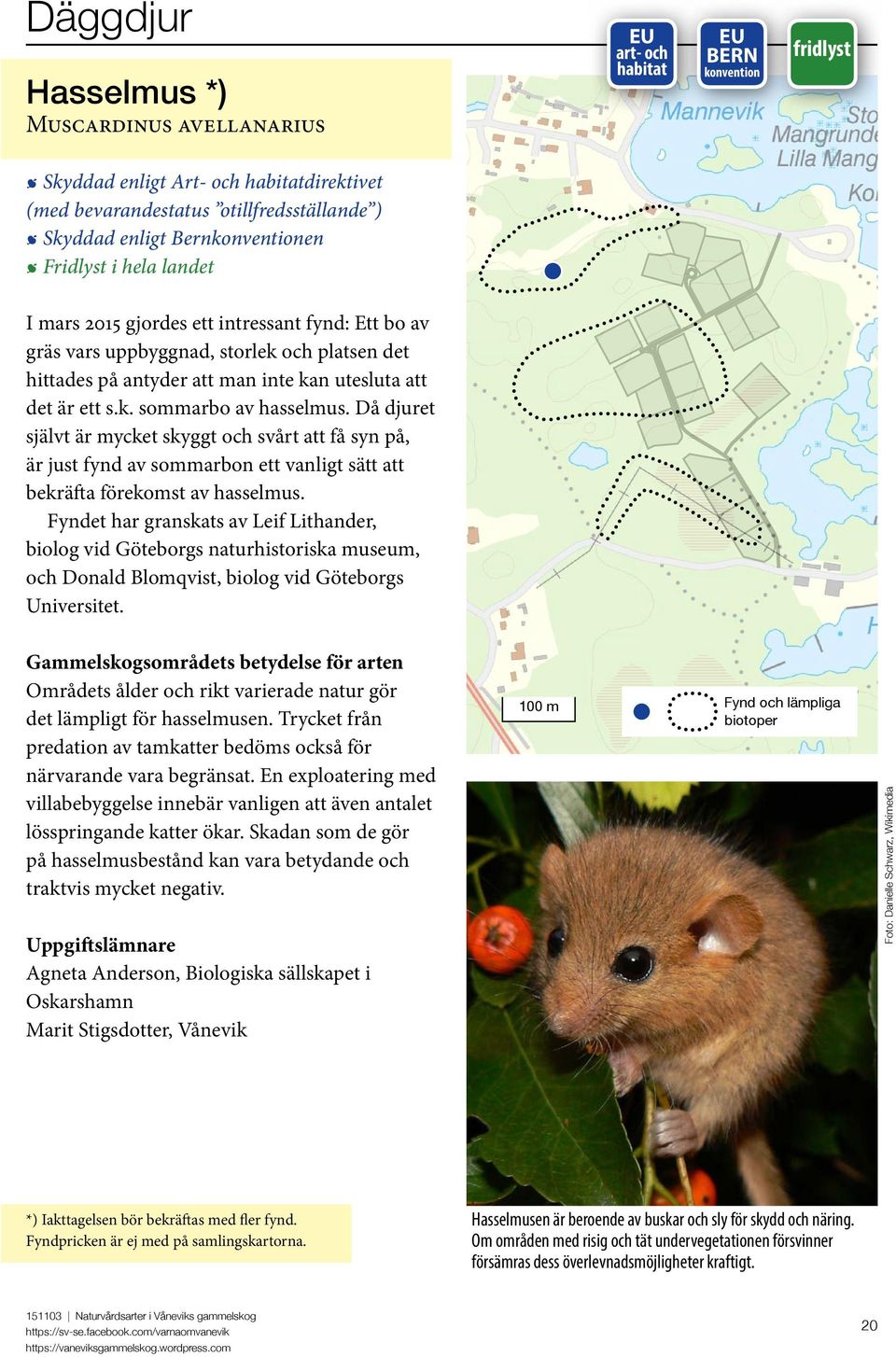 Då djuret självt är mycket skyggt och svårt att få syn på, är just fynd av sommarbon ett vanligt sätt att bekräfta förekomst av hasselmus.
