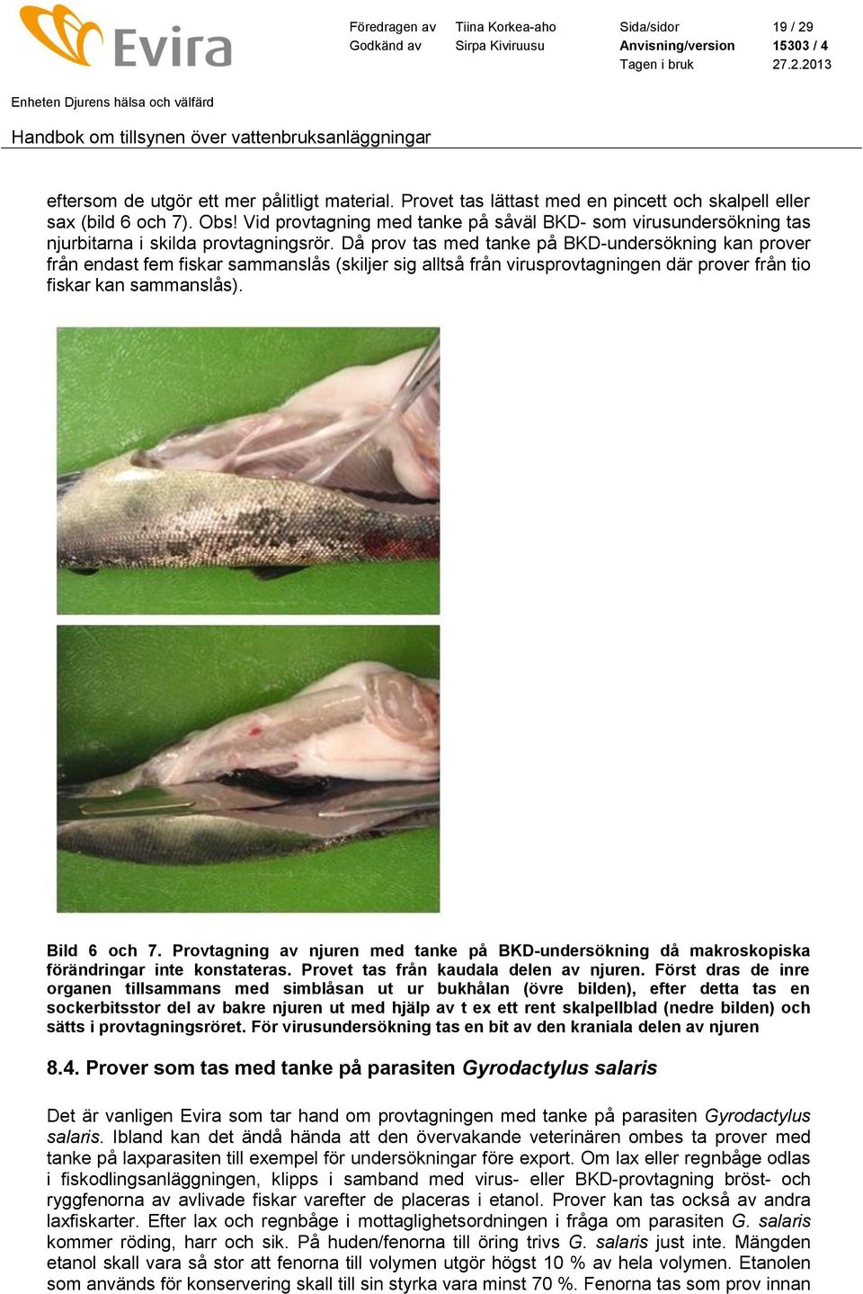 Då prov tas med tanke på BKD-undersökning kan prover från endast fem fiskar sammanslås (skiljer sig alltså från virusprovtagningen där prover från tio fiskar kan sammanslås). Bild 6 och 7.