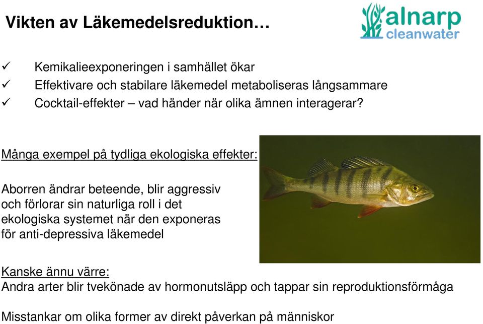 Många exempel på tydliga ekologiska effekter: Aborren ändrar beteende, blir aggressiv och förlorar sin naturliga roll i det ekologiska
