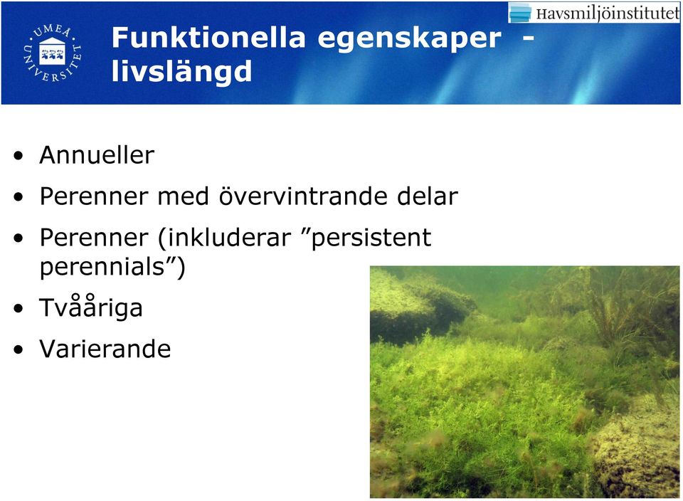 övervintrande delar Perenner