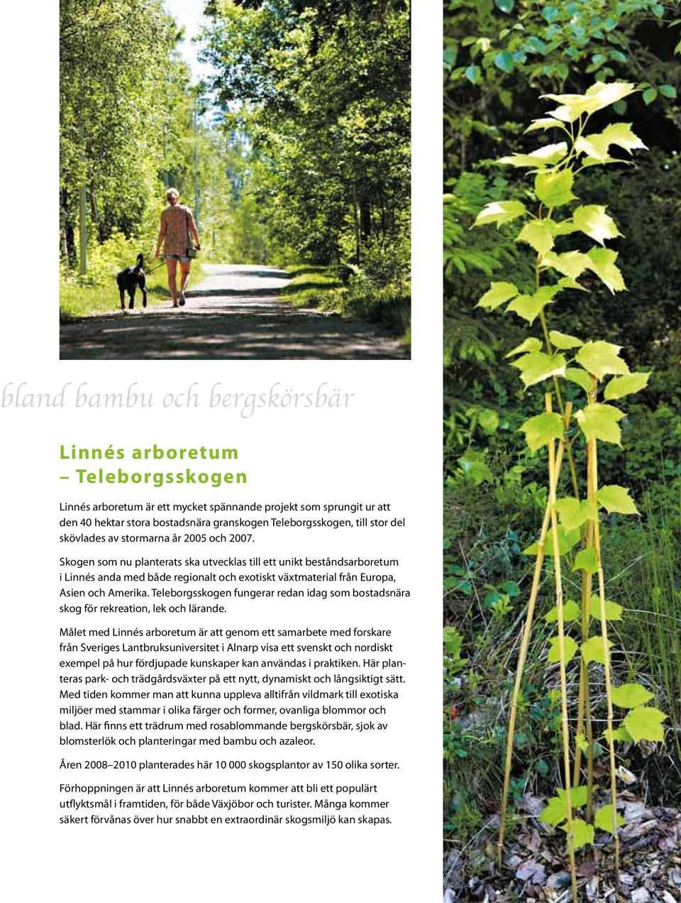 Skogen som nu planterats ska utvecklas till ett unikt beståndsarboretum i Linnés anda med både regionalt och exotiskt växtmaterial från Europa, Asien och Amerika.
