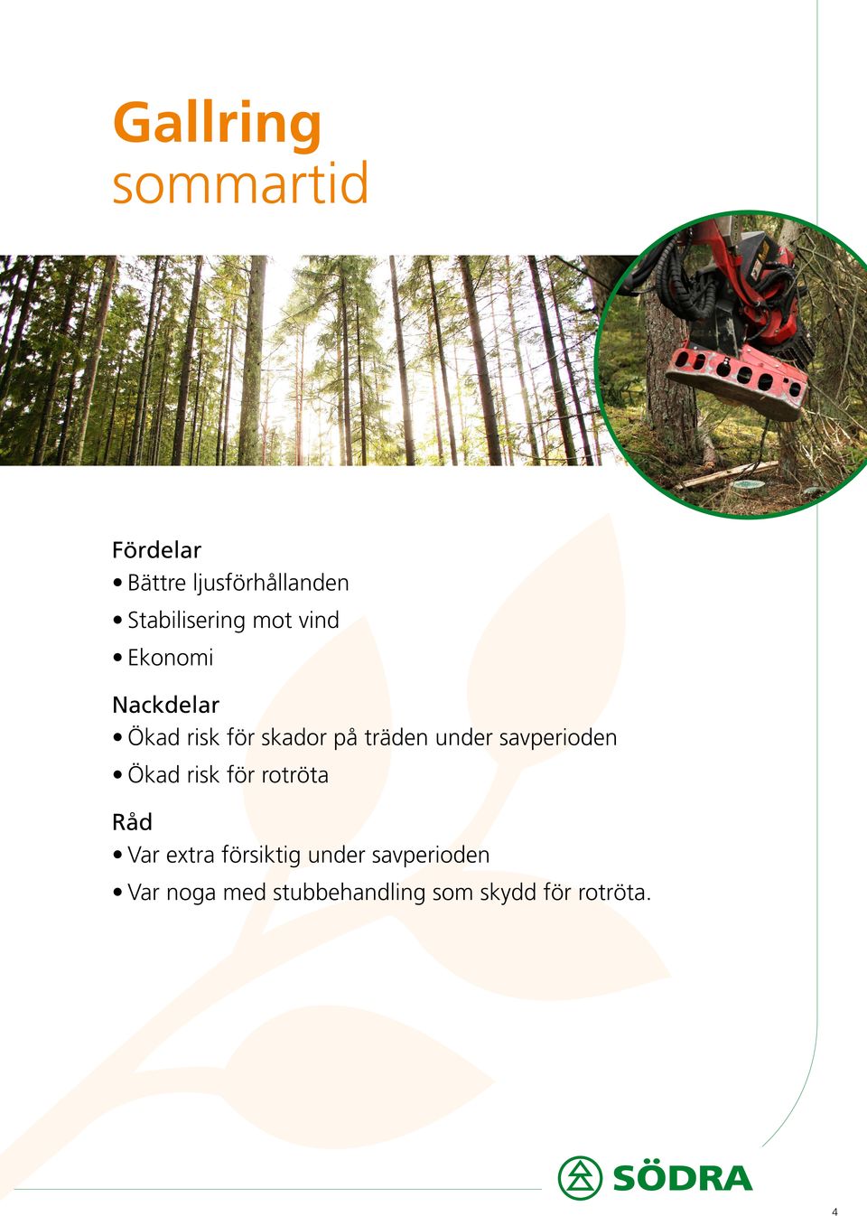 träden under savperioden Ökad risk för rotröta Råd Var extra