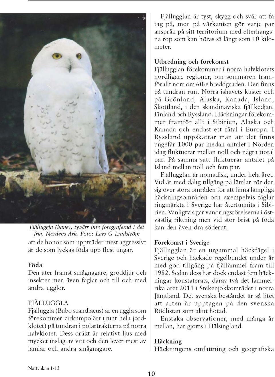 Föda Den äter främst smågnagare, groddjur och insekter men även fåglar och till och med andra ugglor.