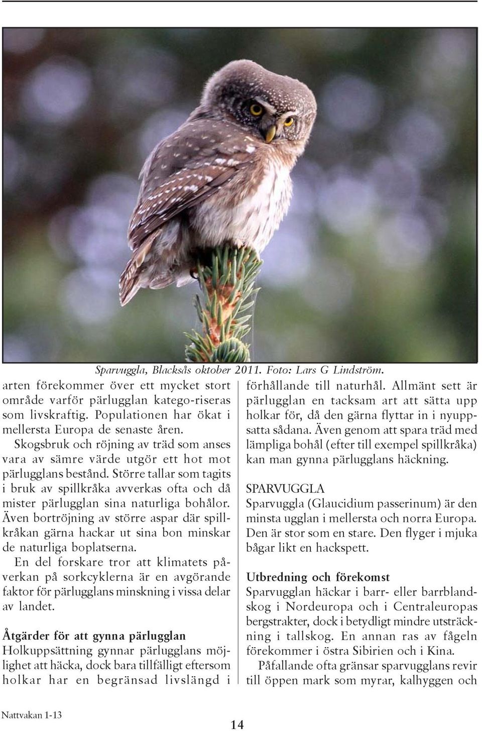 Större tallar som tagits i bruk av spillkråka avverkas ofta och då mister pärlugglan sina naturliga bohålor.