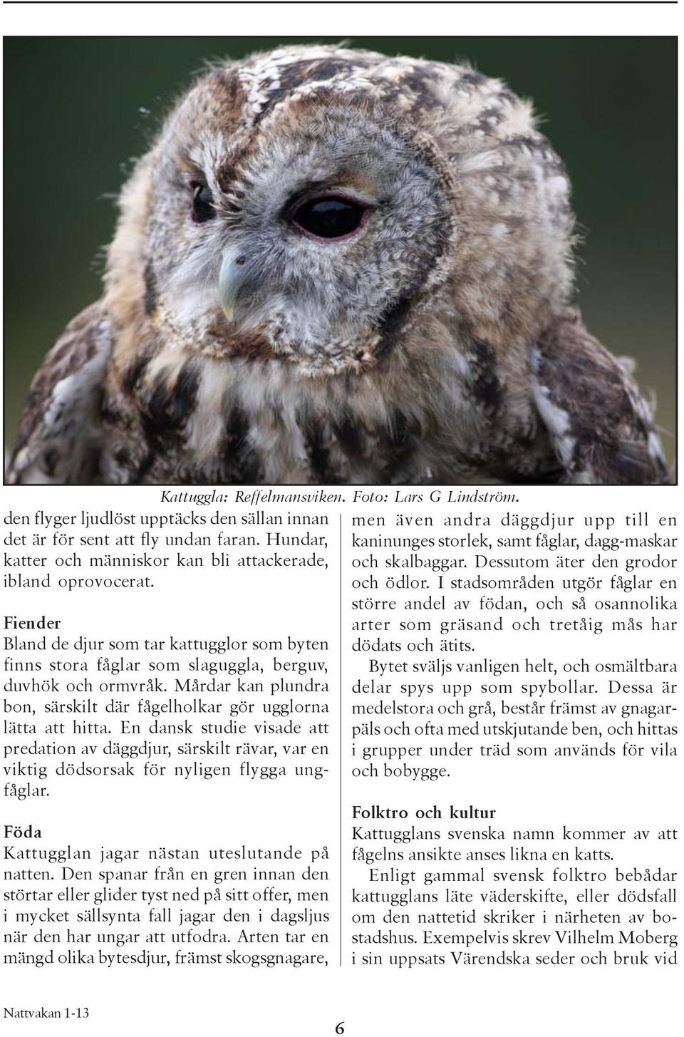 Mårdar kan plundra bon, särskilt där fågelholkar gör ugglorna lätta att hitta. En dansk studie visade att predation av däggdjur, särskilt rävar, var en viktig dödsorsak för nyligen flygga ungfåglar.
