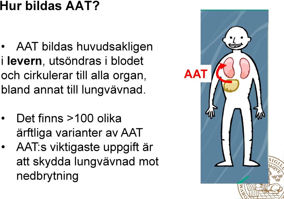 cirkulerar till alla organ, bland annat till lungvävnad.