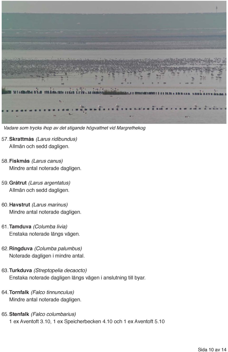 Havstrut (Larus marinus) Mindre antal noterade dagligen. 61. Tamduva (Columba livia) Enstaka noterade längs vägen. 62.Ringduva (Columba palumbus) 63.