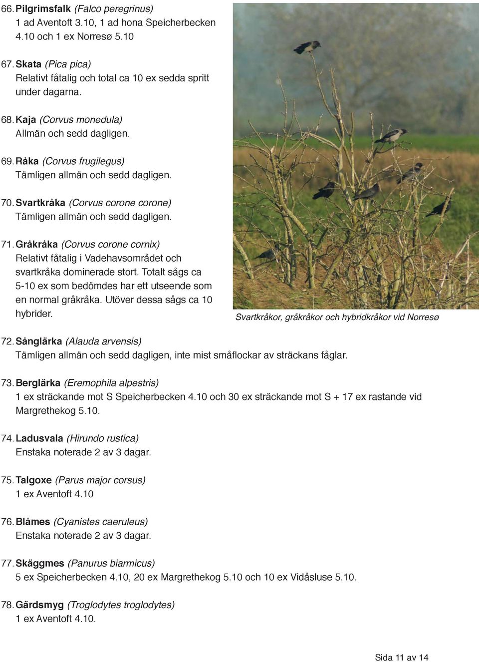 Gråkråka (Corvus corone cornix) Relativt fåtalig i Vadehavsområdet och svartkråka dominerade stort. Totalt sågs ca 5-10 ex som bedömdes har ett utseende som en normal gråkråka.