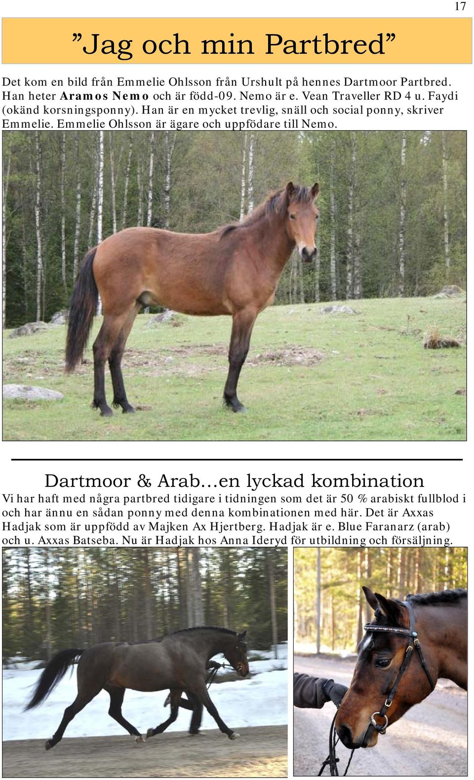 Dartmoor & Arab en lyckad kombination Vi har haft med några partbred tidigare i tidningen som det är 50 % arabiskt fullblod i och har ännu en sådan ponny med denna