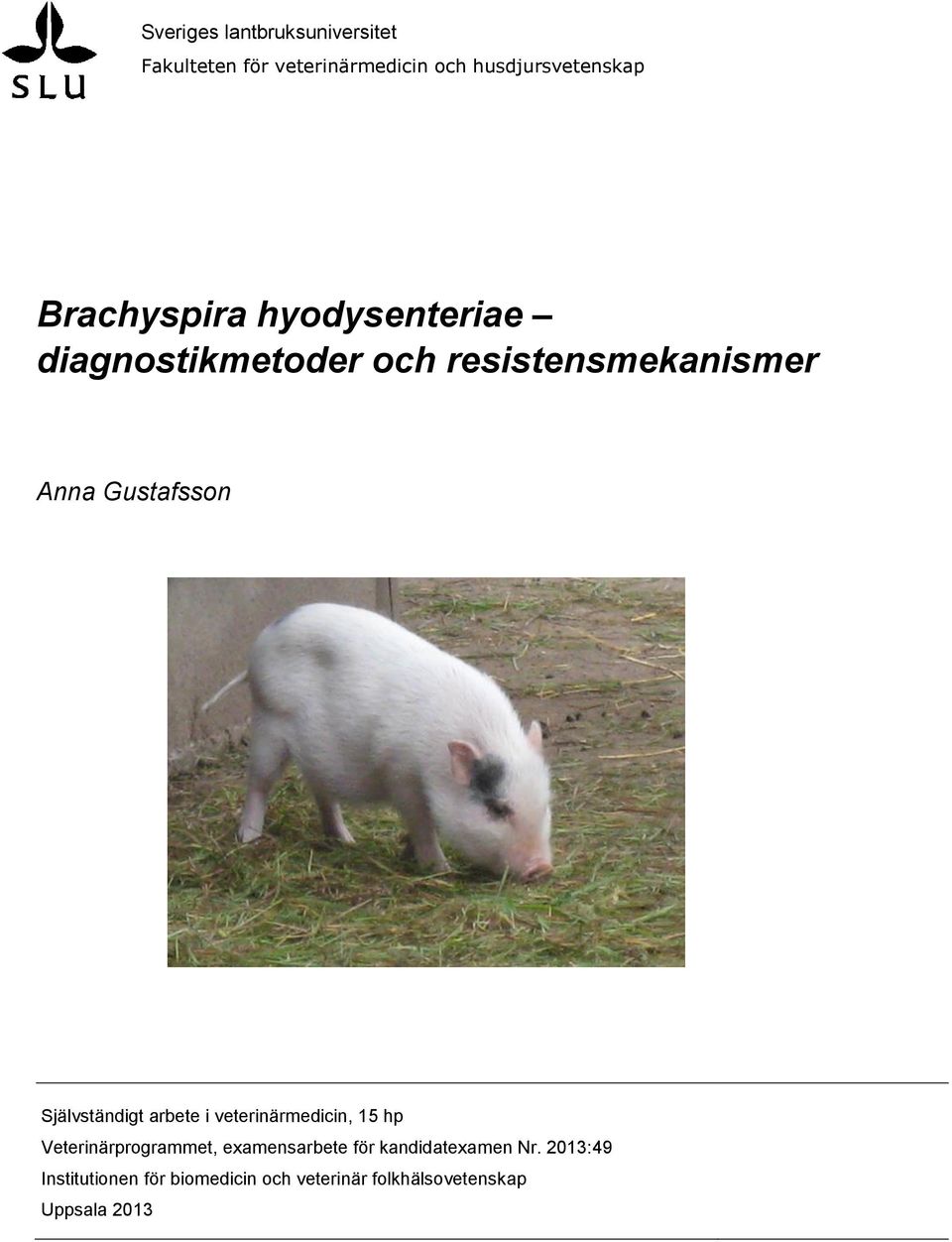 Självständigt arbete i veterinärmedicin, 15 hp Veterinärprogrammet, examensarbete för