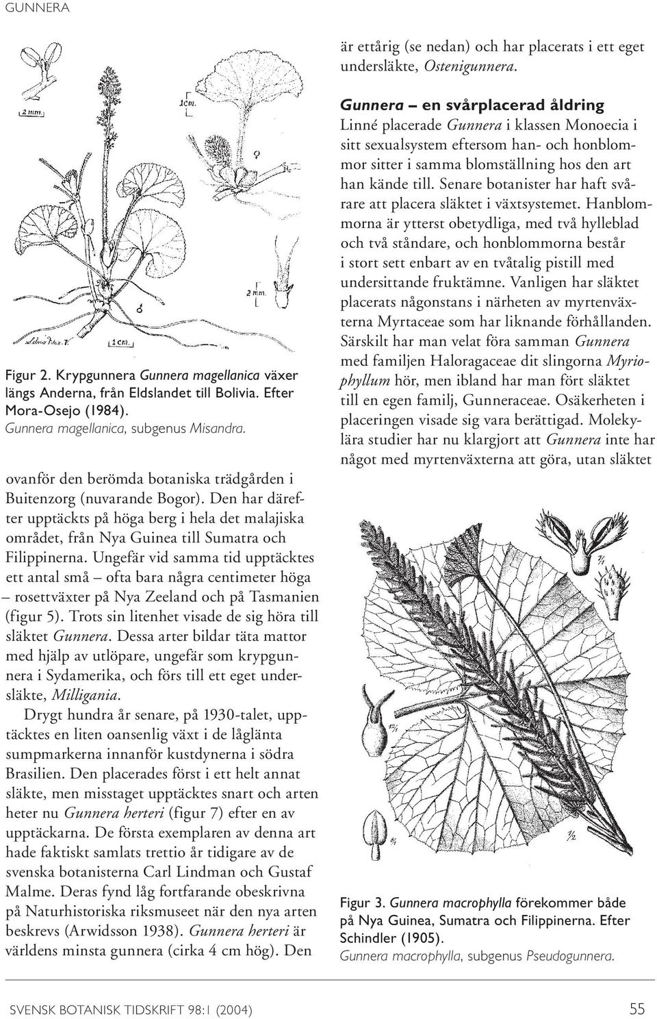Den har därefter upptäckts på höga berg i hela det malajiska området, från Nya Guinea till Sumatra och Filippinerna.