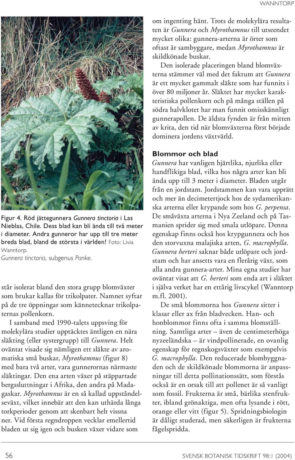 Den isolerade placeringen bland blomväxterna stämmer väl med det faktum att Gunnera är ett mycket gammalt släkte som har funnits i över 80 miljoner år.