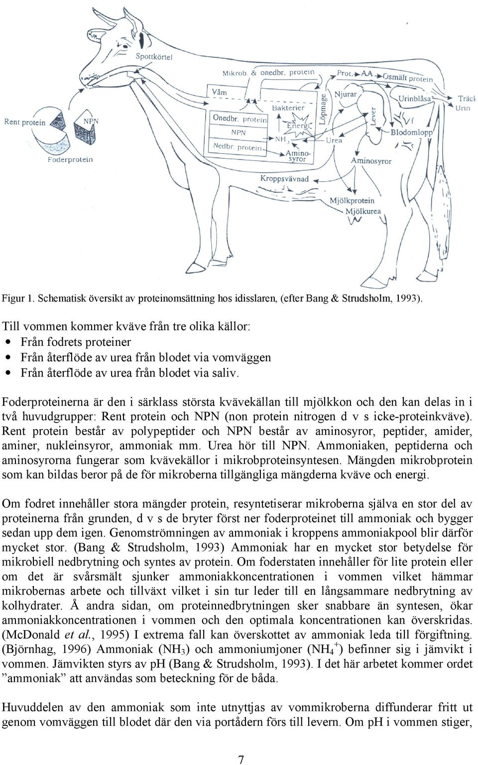 Foderproteinerna är den i särklass största kvävekällan till mjölkkon och den kan delas in i två huvudgrupper: Rent protein och NPN (non protein nitrogen d v s icke-proteinkväve).