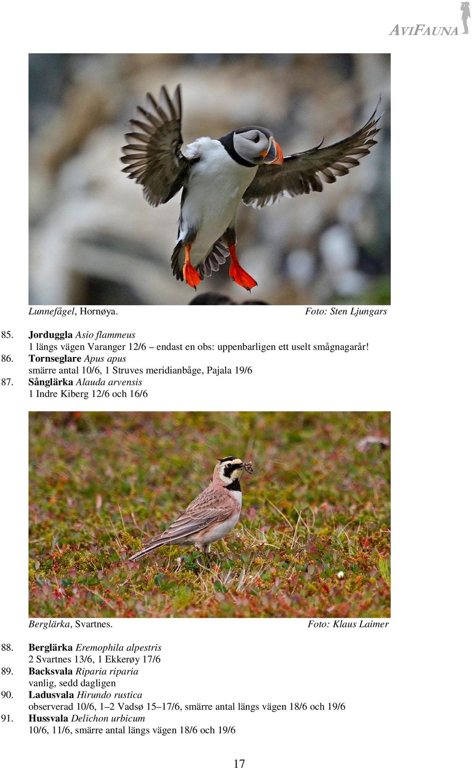 Foto: Klaus Laimer 88. Berglärka Eremophila alpestris 2 Svartnes 13/6, 1 Ekkerøy 17/6 89. Backsvala Riparia riparia vanlig, sedd dagligen 90.