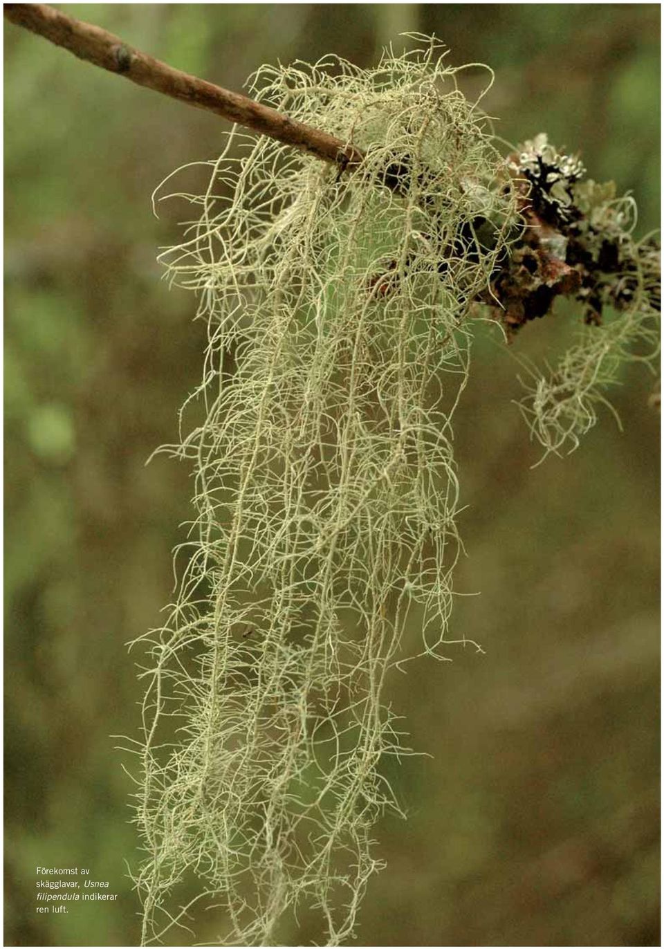 Usnea