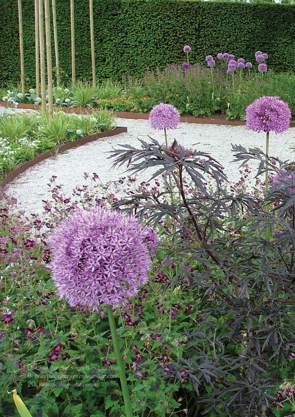 Brunnäva, Geranium phaeum