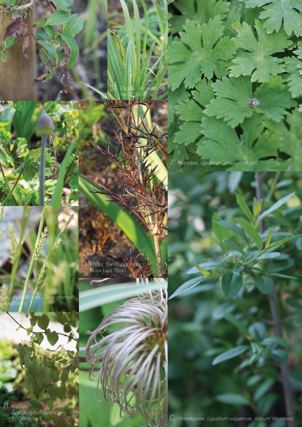 Fläder, Sambucus nigra BLACK LACE ( Eva ) 5.