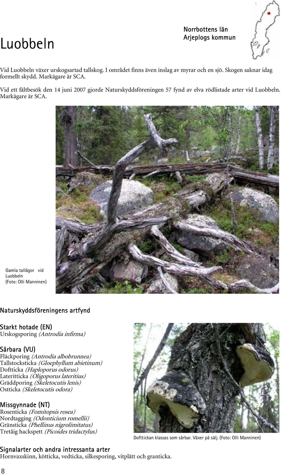 Gamla tallågor vid Luobbeln (Foto: Olli Manninen) Urskogsporing (Antrodia infirma) Tallstocksticka (Gloephyllum abietinum) Doftticka (Haploporus odorus) Lateritticka (Oligoporus