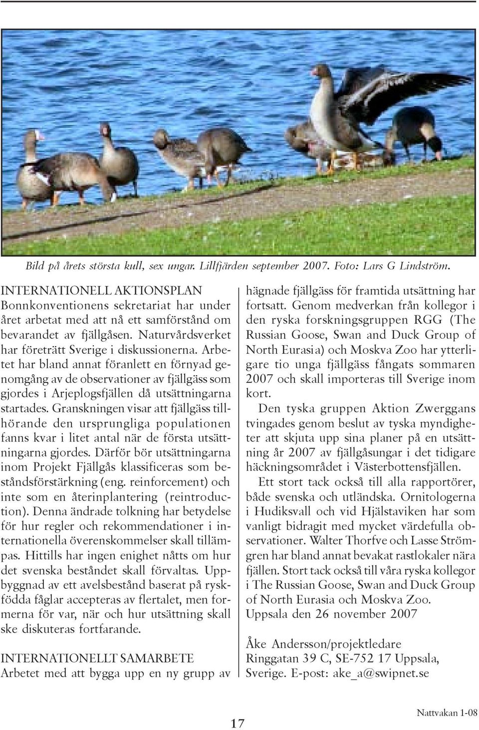 Arbetet har bland annat föranlett en förnyad genomgång av de observationer av fjällgäss som gjordes i Arjeplogsfjällen då utsättningarna startades.