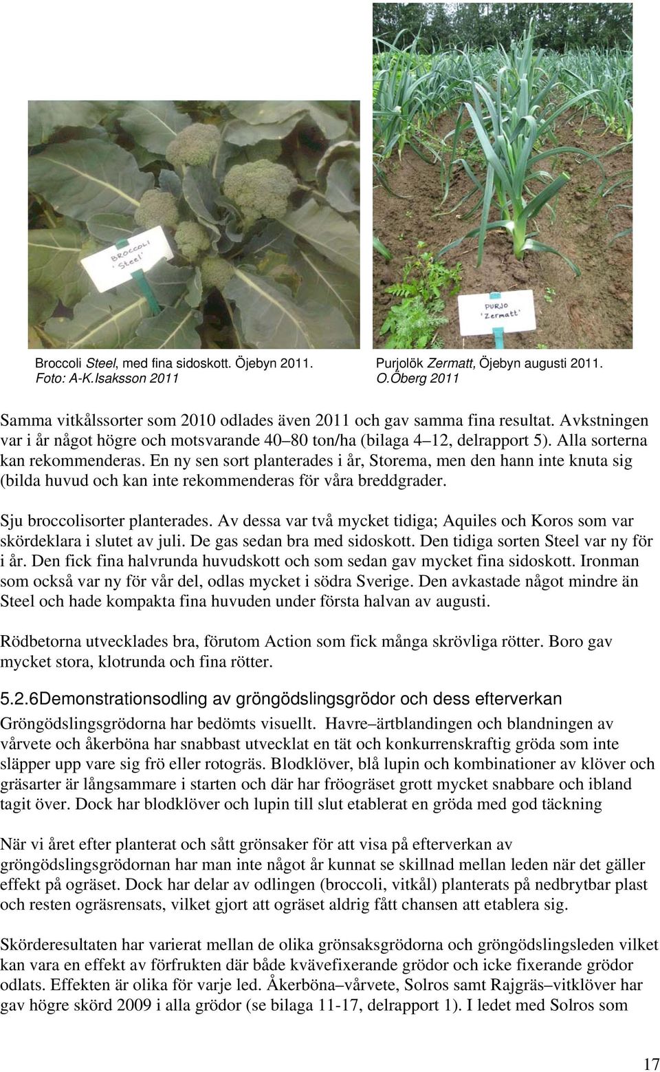En ny sen sort planterades i år, Storema, men den hann inte knuta sig (bilda huvud och kan inte rekommenderas för våra breddgrader. Sju broccolisorter planterades.