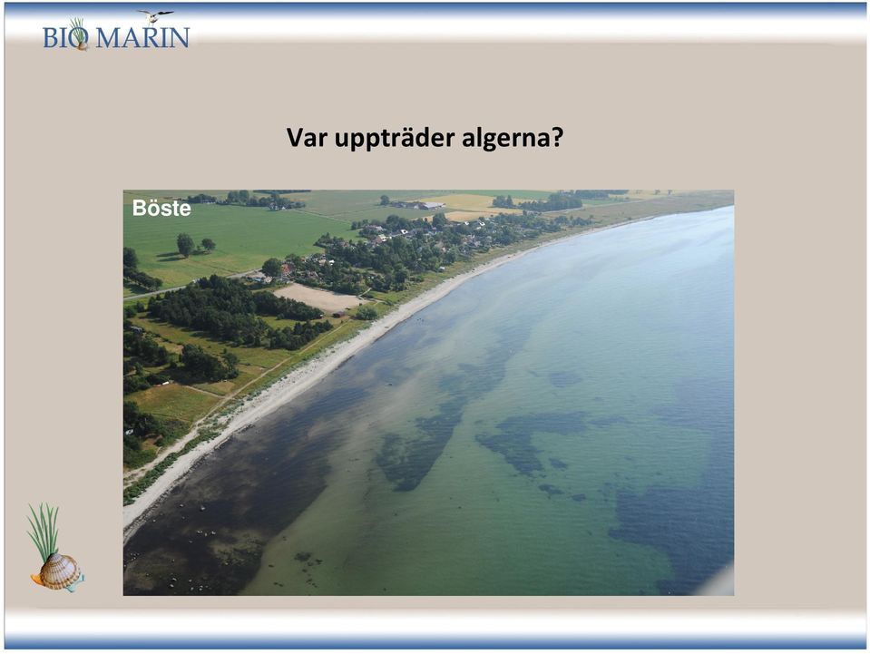 algerna?