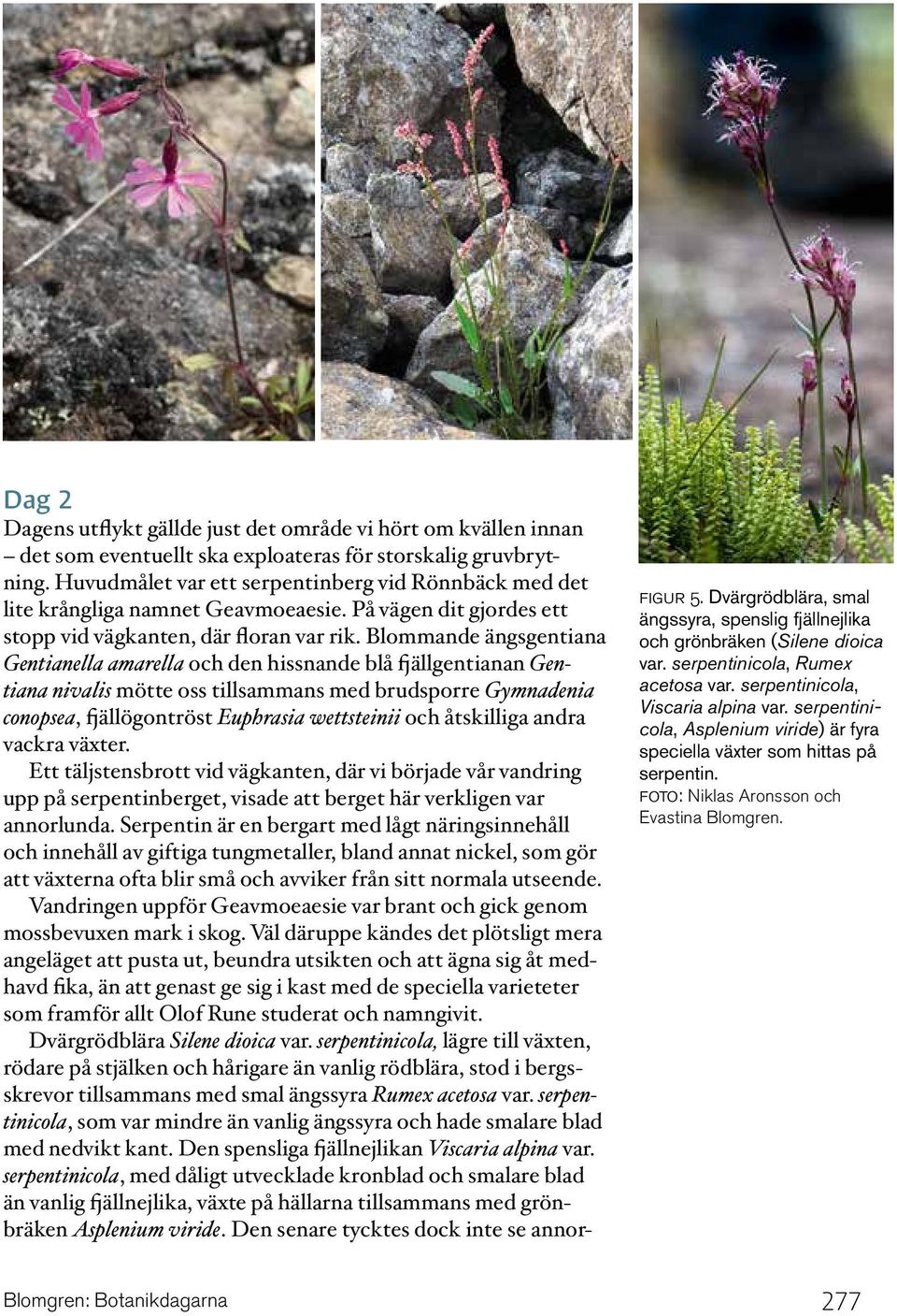 Blommande ängsgentiana Gentianella amarella och den hissnande blå fjällgentianan Gentiana nivalis mötte oss tillsammans med brudsporre Gymnadenia conopsea, fjällögontröst Euphrasia wettsteinii och