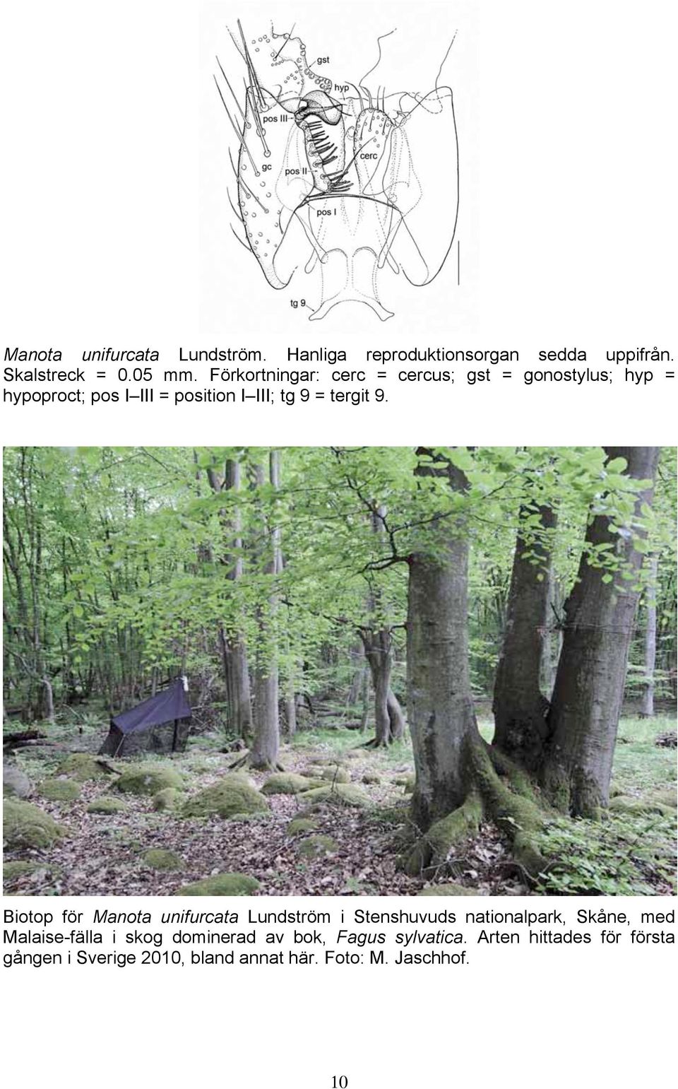 9. Biotop för Manota unifurcata Lundström i Stenshuvuds nationalpark, Skåne, med Malaise-fälla i skog